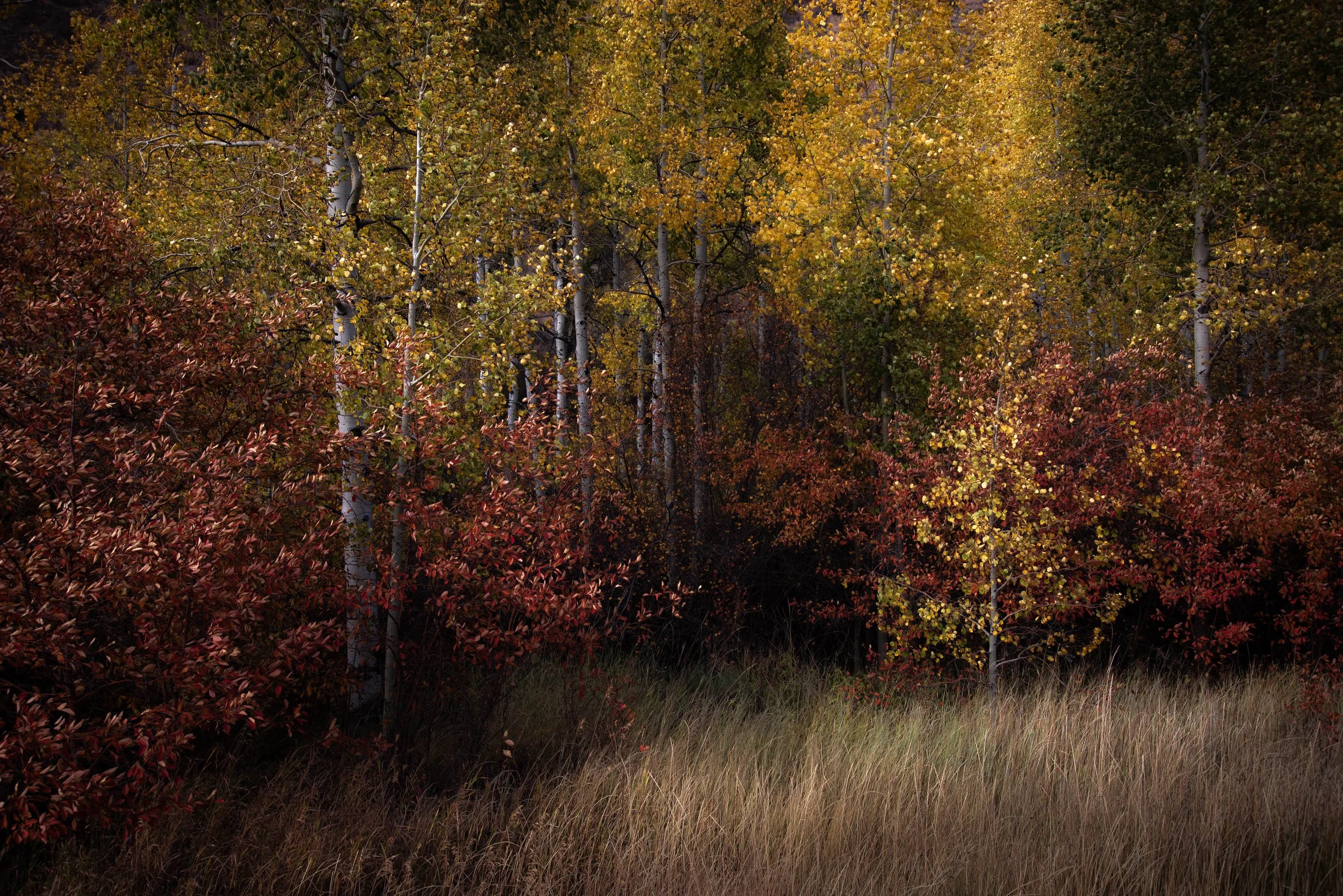 _DSC6864.jpg