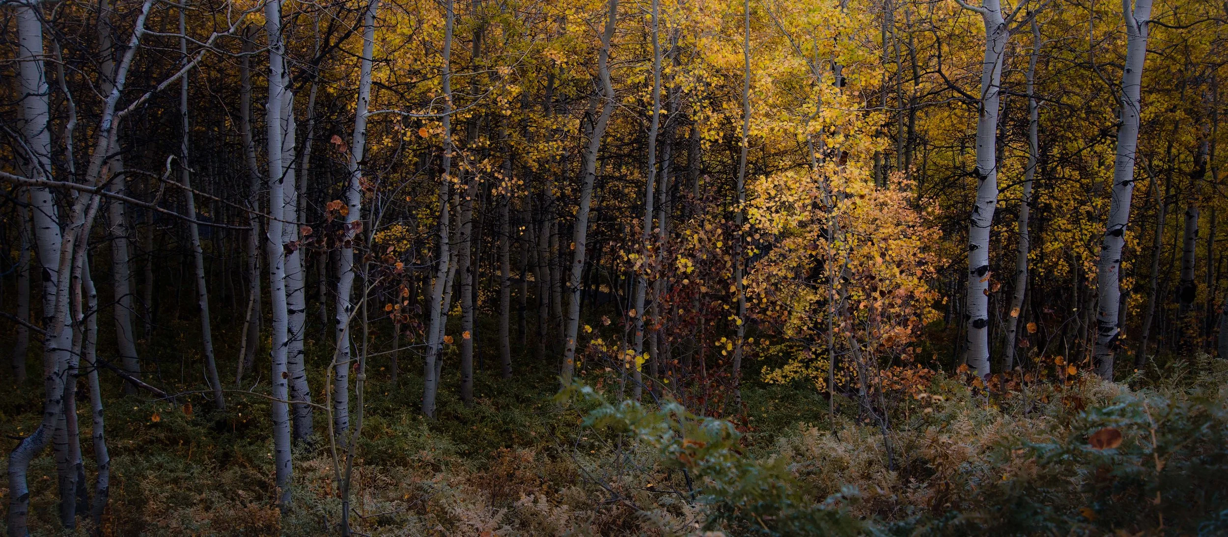 untitled (5 of 9).jpg
