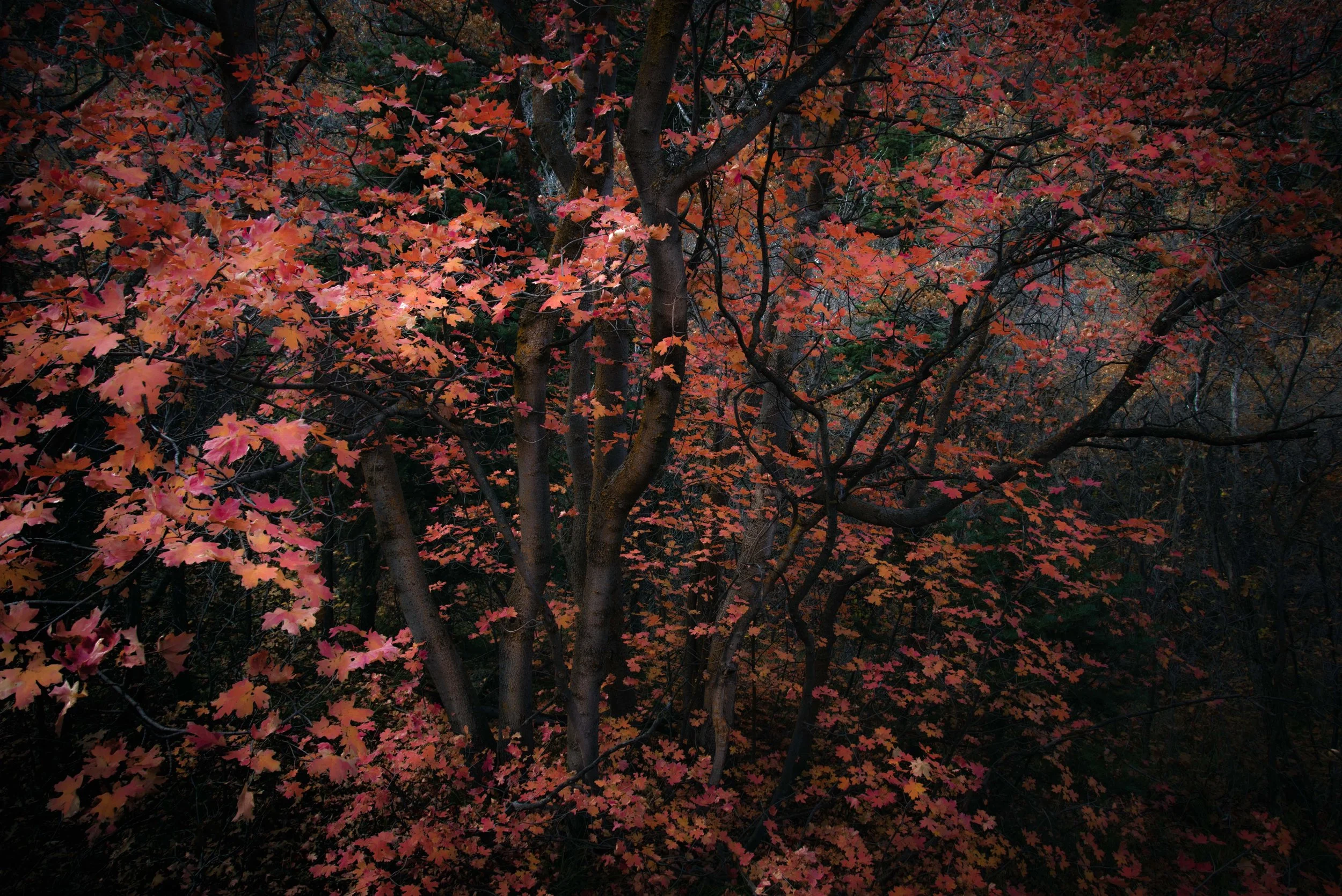 untitled (9 of 9).jpg