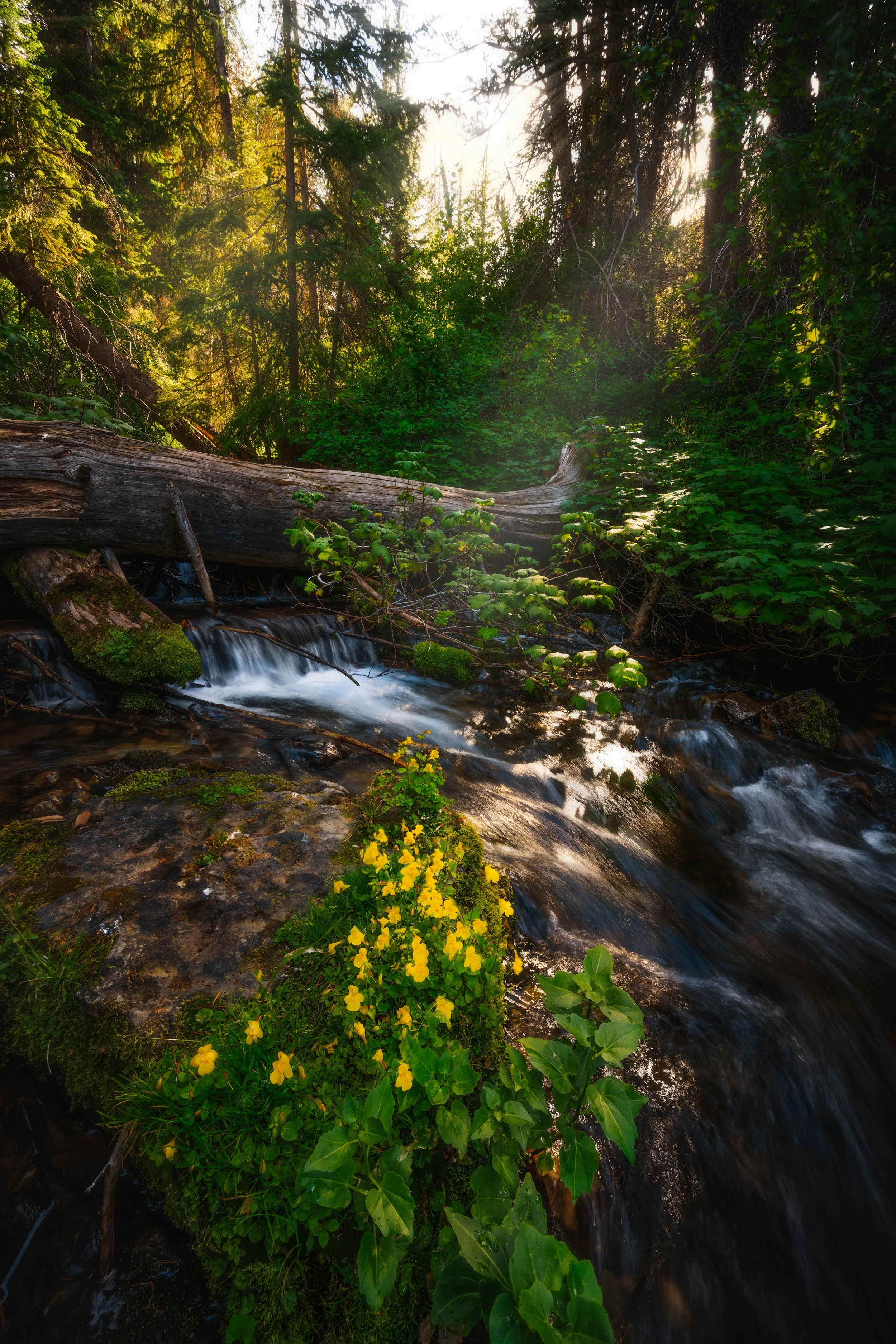 DSC_0803-Edit.jpg