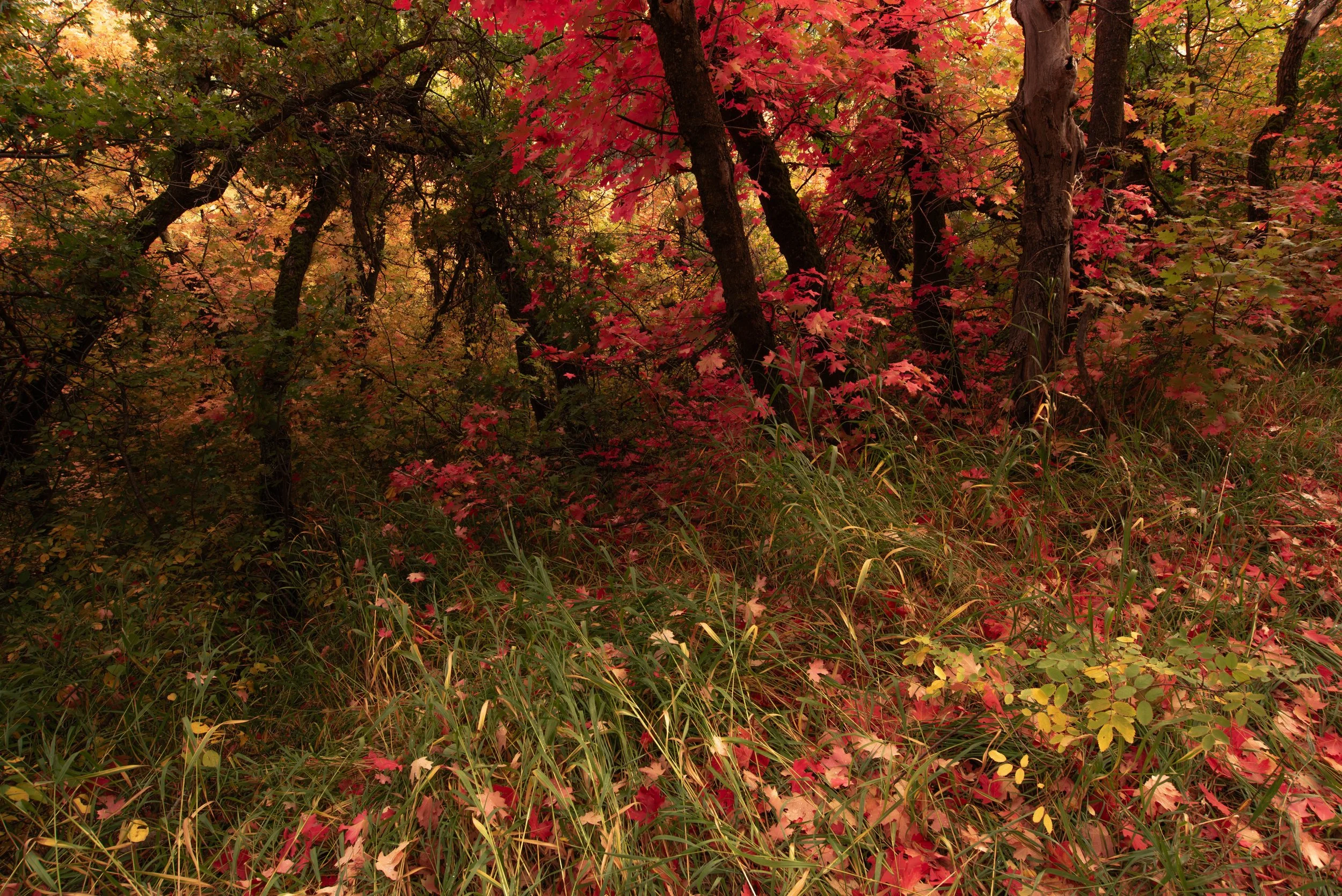 _DSC9890.jpg