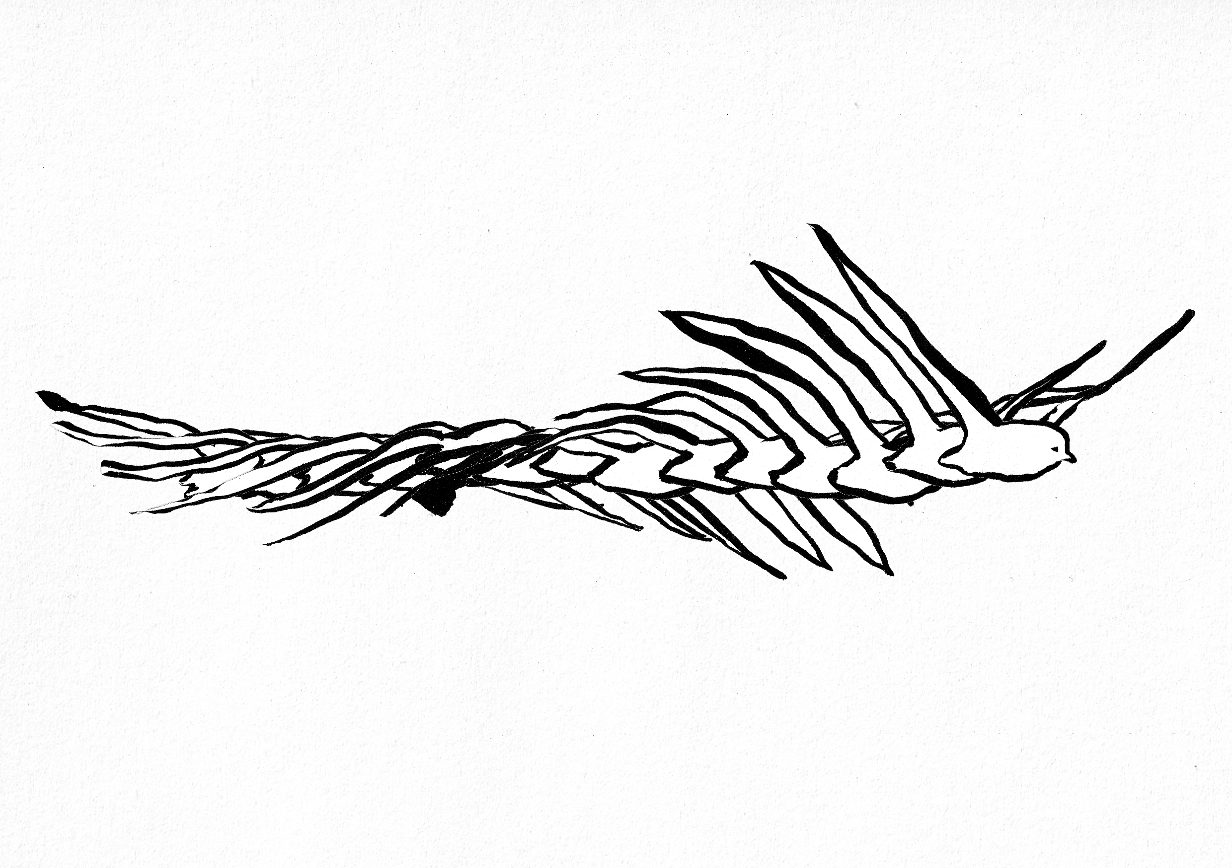 Things I Want to See and Things I Want to Show You XIV