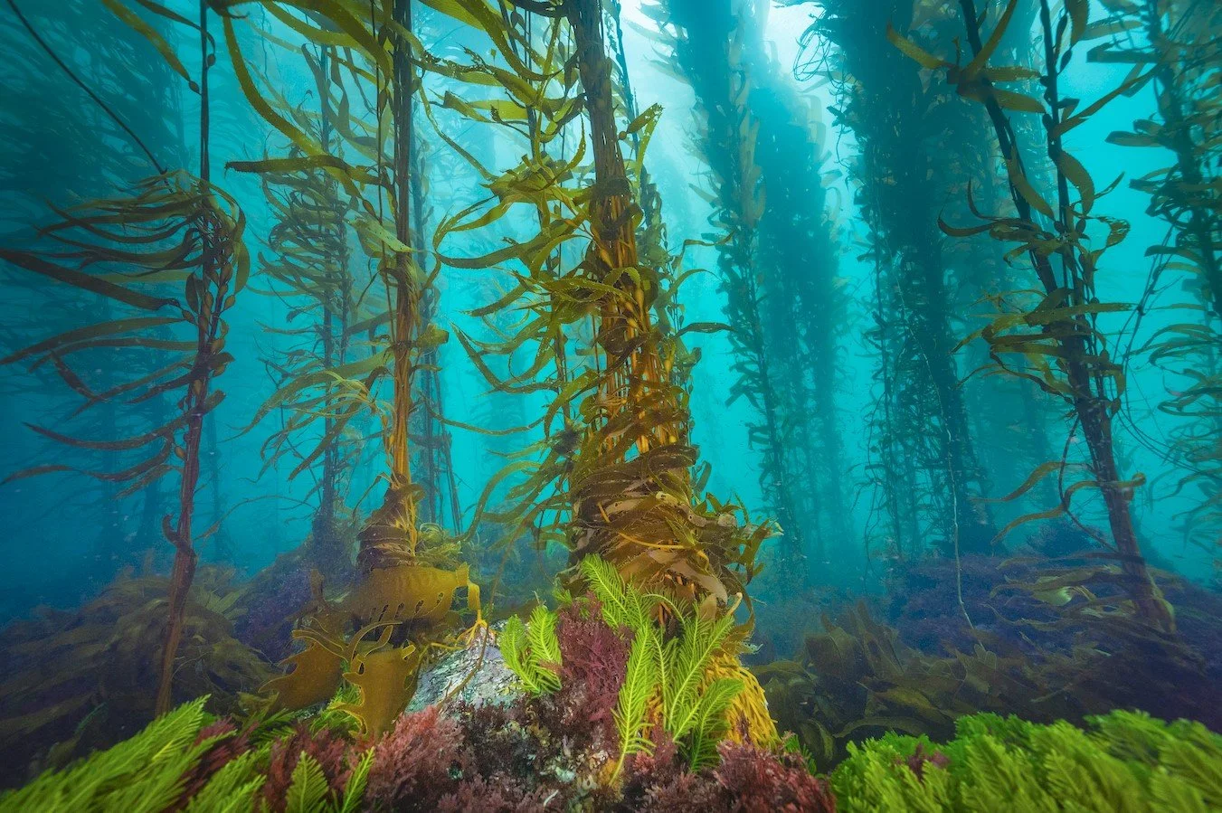 Kelp Magazine presents: The Great Southern Reef