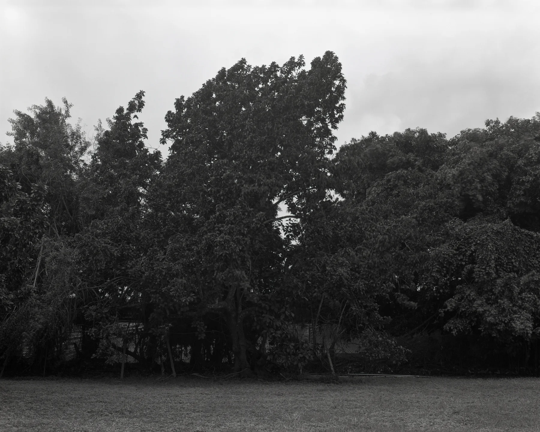 Back Lot Avocado, 2015