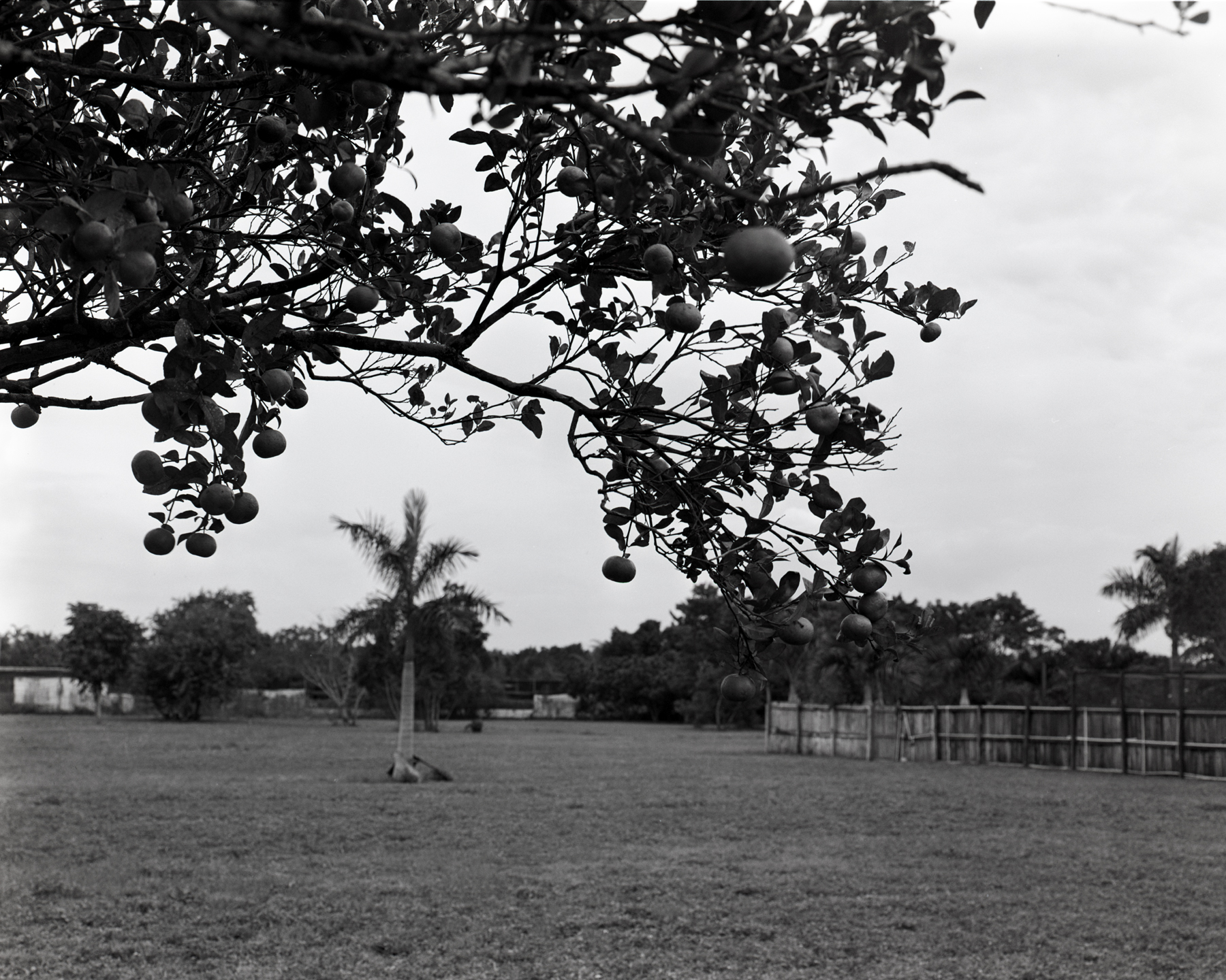 Citrus Grove, 2015