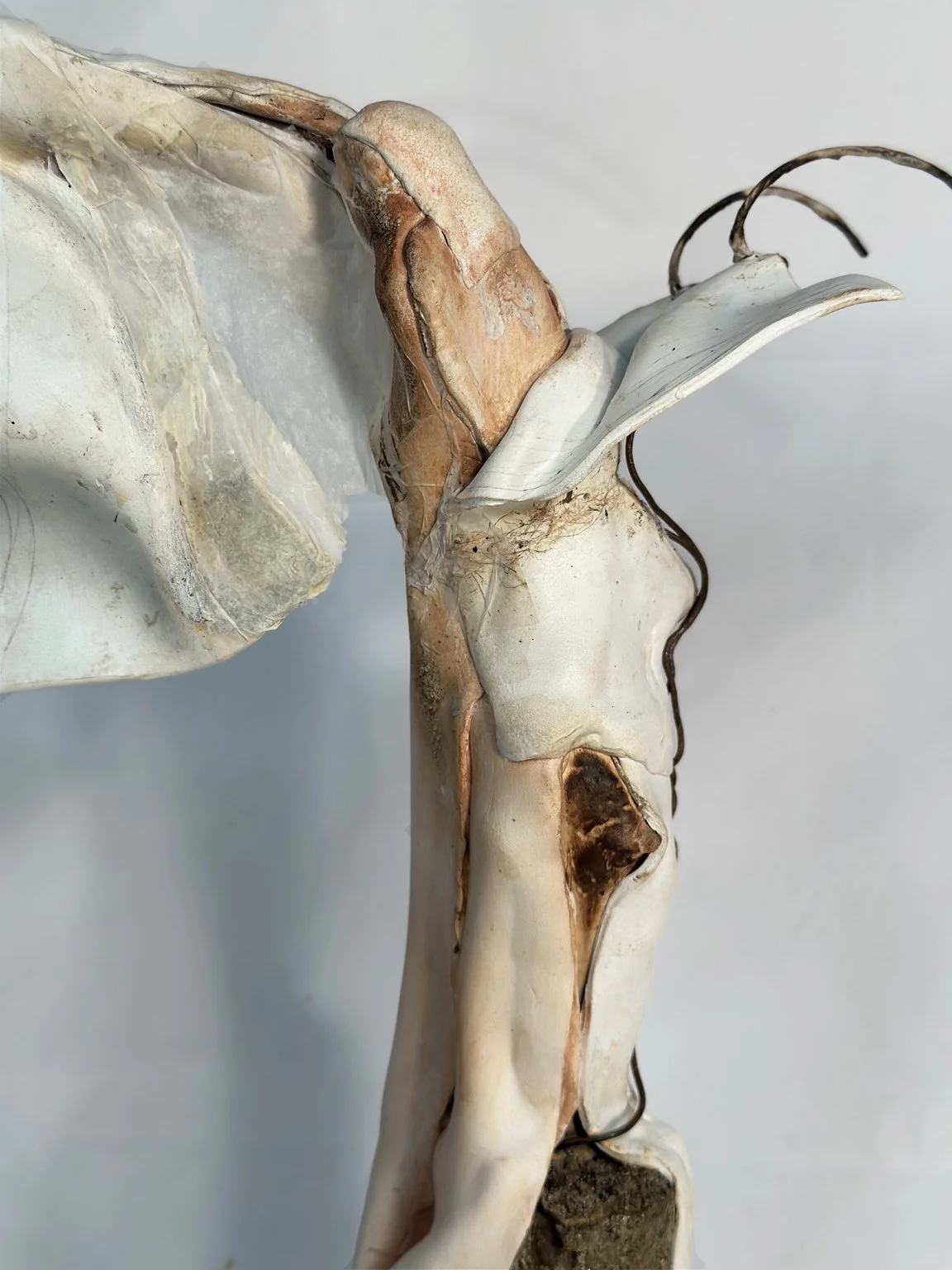 “Daphne” 2025 (Detail)