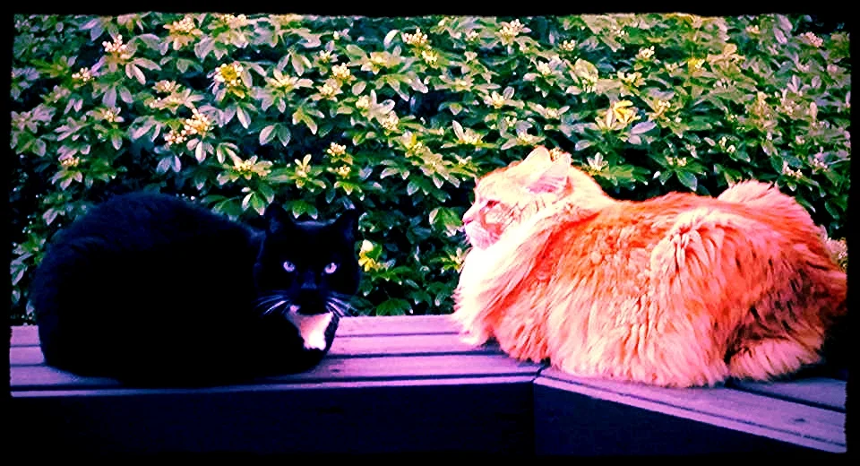 Pictured: DEATH... also my adorable kitties Largo (left) and Fireball (right)... but mostly DEATH