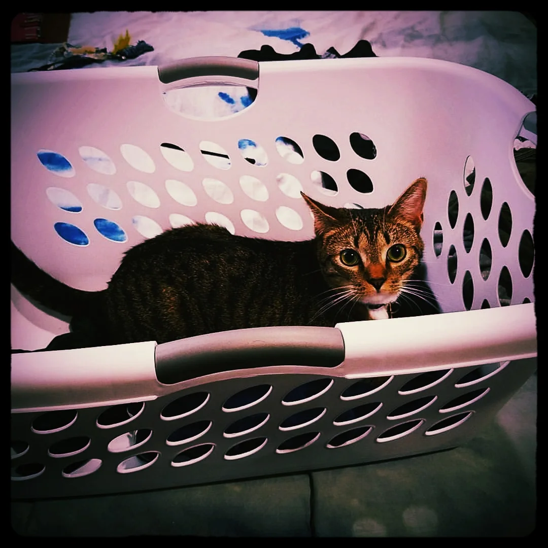 Bambi, seen here with a filter applied to convey his true essence.