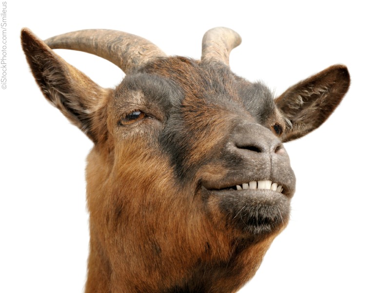 Have a picture of a smug goat. Mostly because I'm working a little too close to deadline to take an actual pic