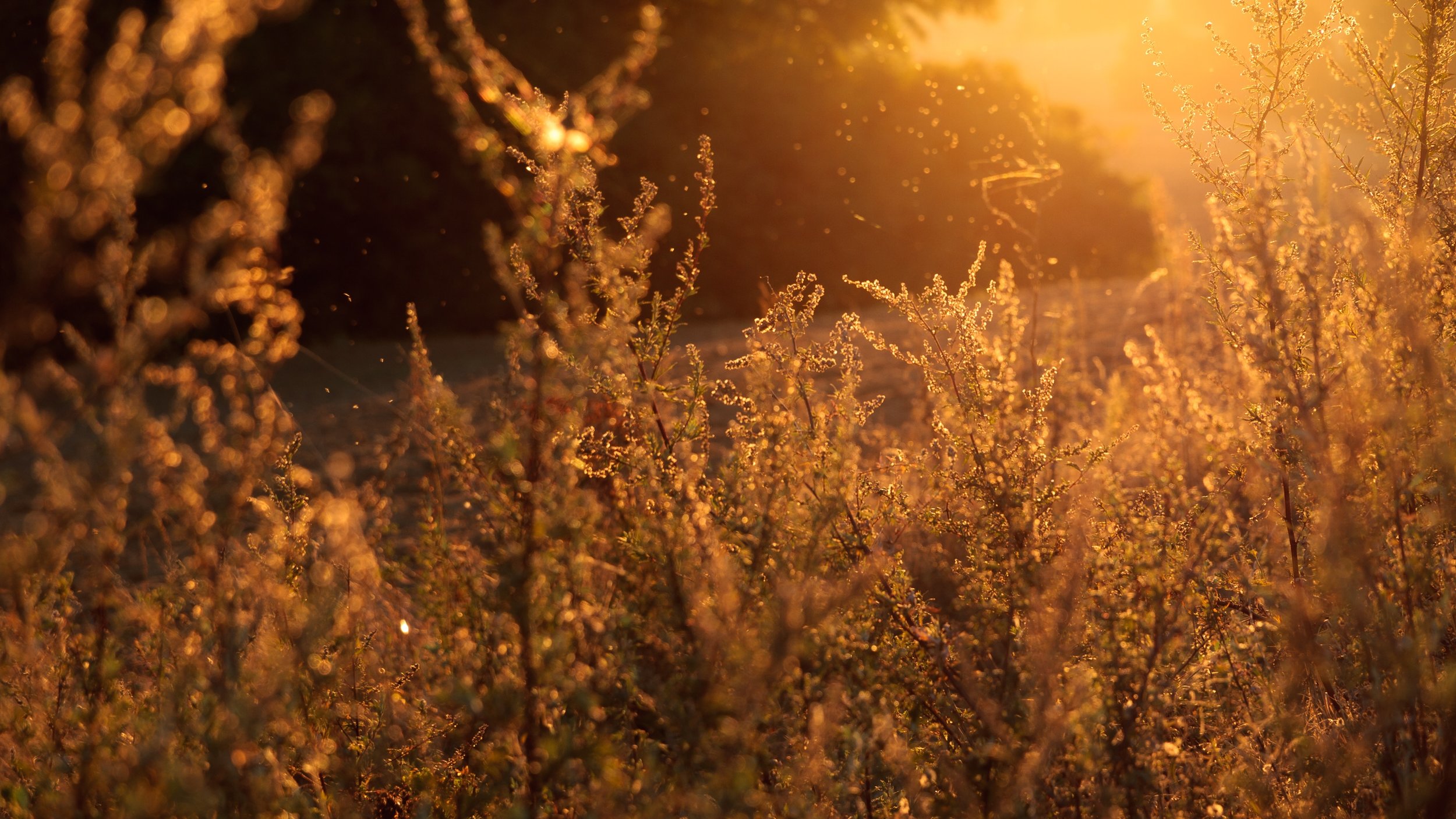 A normal person may see a lovely photograph of a field. I see… the enemy .