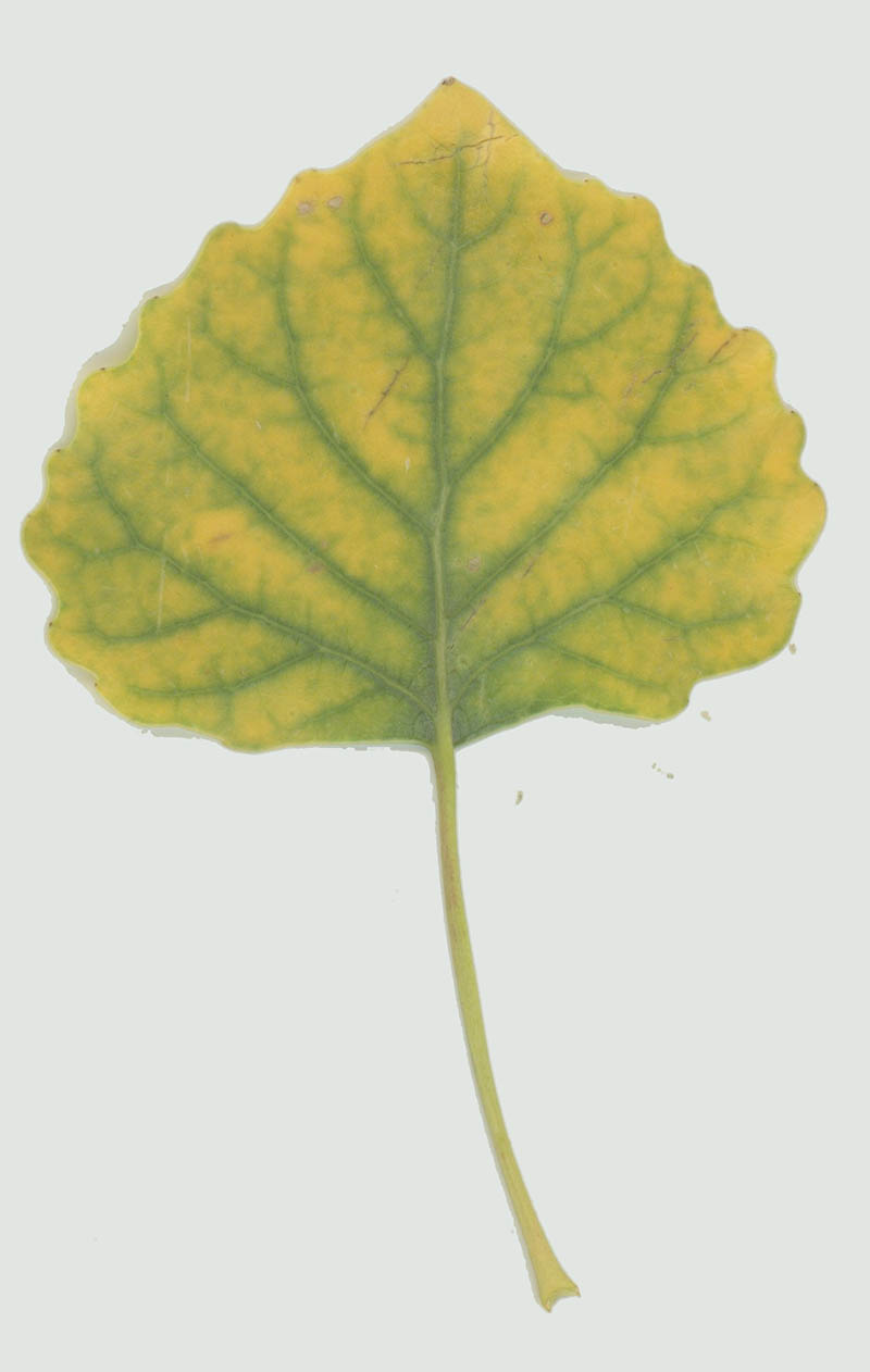 img444 copy 8.jpg