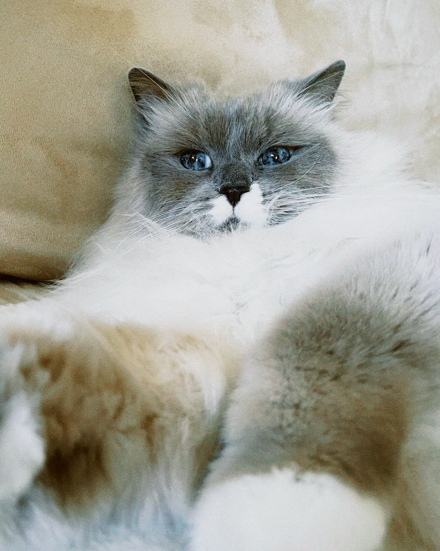 Last night we had to say goodbye to the most handsome boy. 18 years, you were with us for majority of my life. You saw all the highs and lows, helped me bludge through HSC, tried to open the door when I forgot my keys and locked myself out, watched m