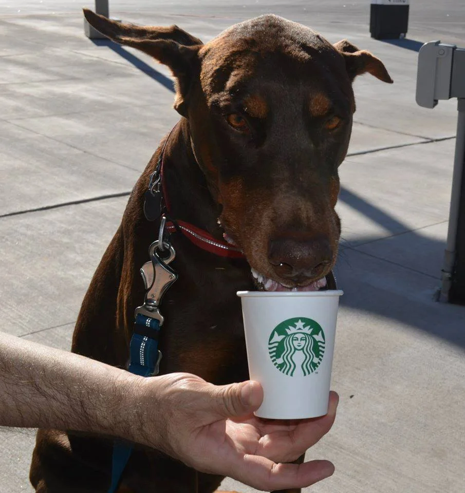 Ecko love Starbucks!
