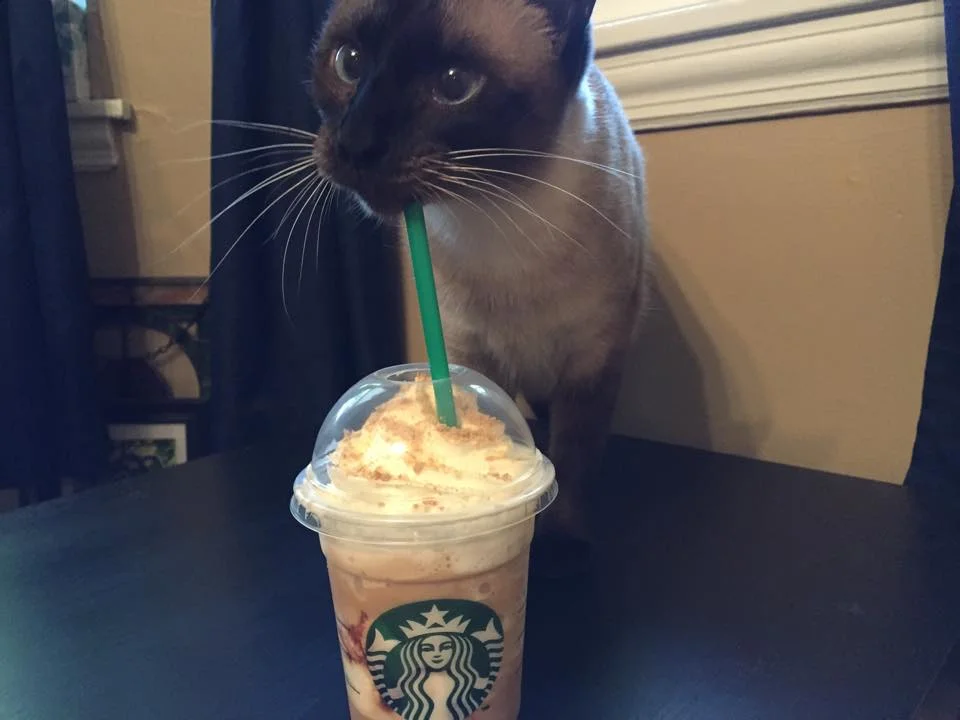 Megan's cat is still figuring out how to drink from a green straw.