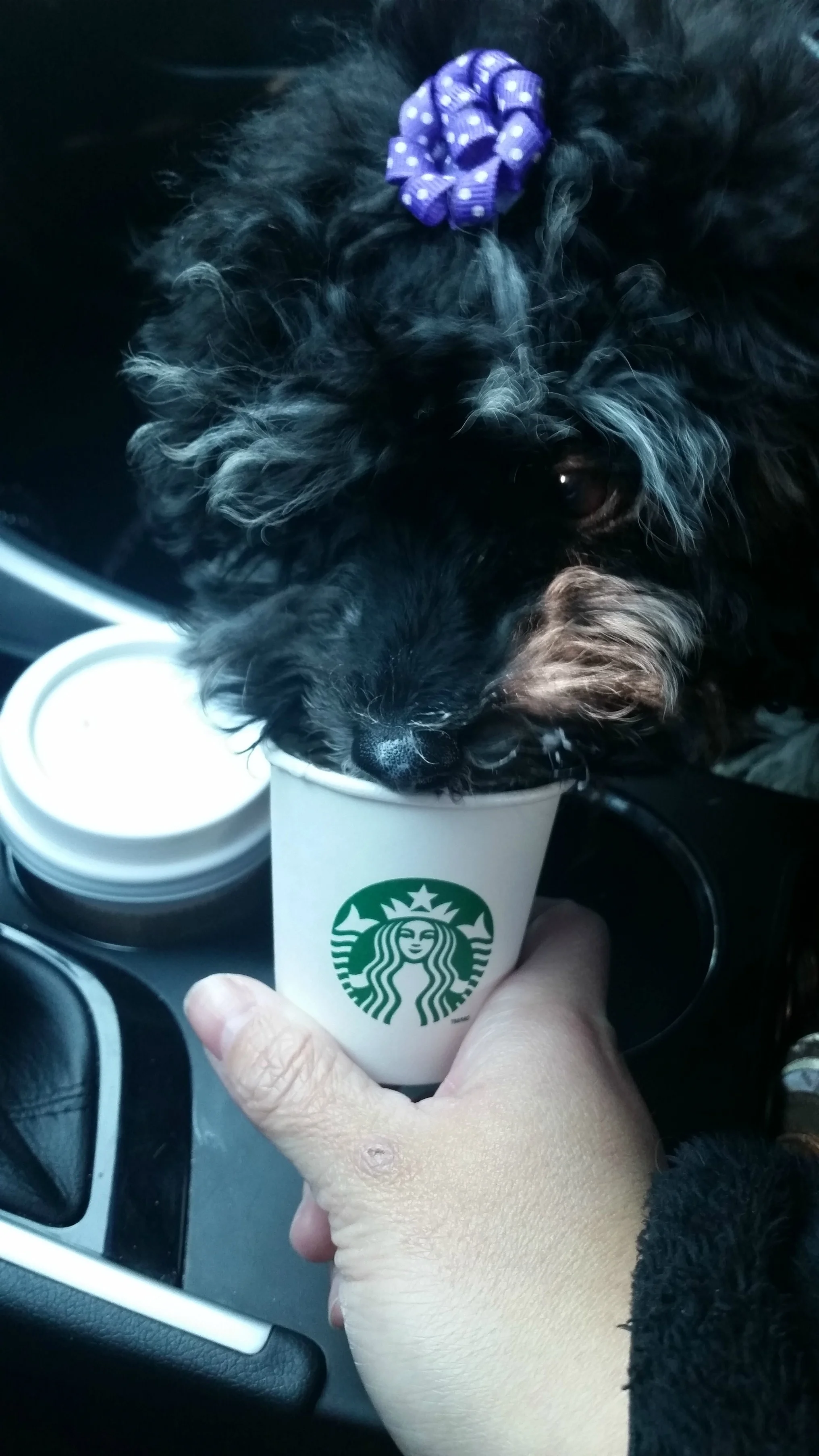 Wasabi Loves Going on Starbucks Run!