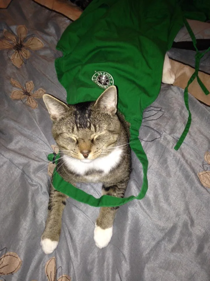 Meeko loves to wear Shelby's green apron!