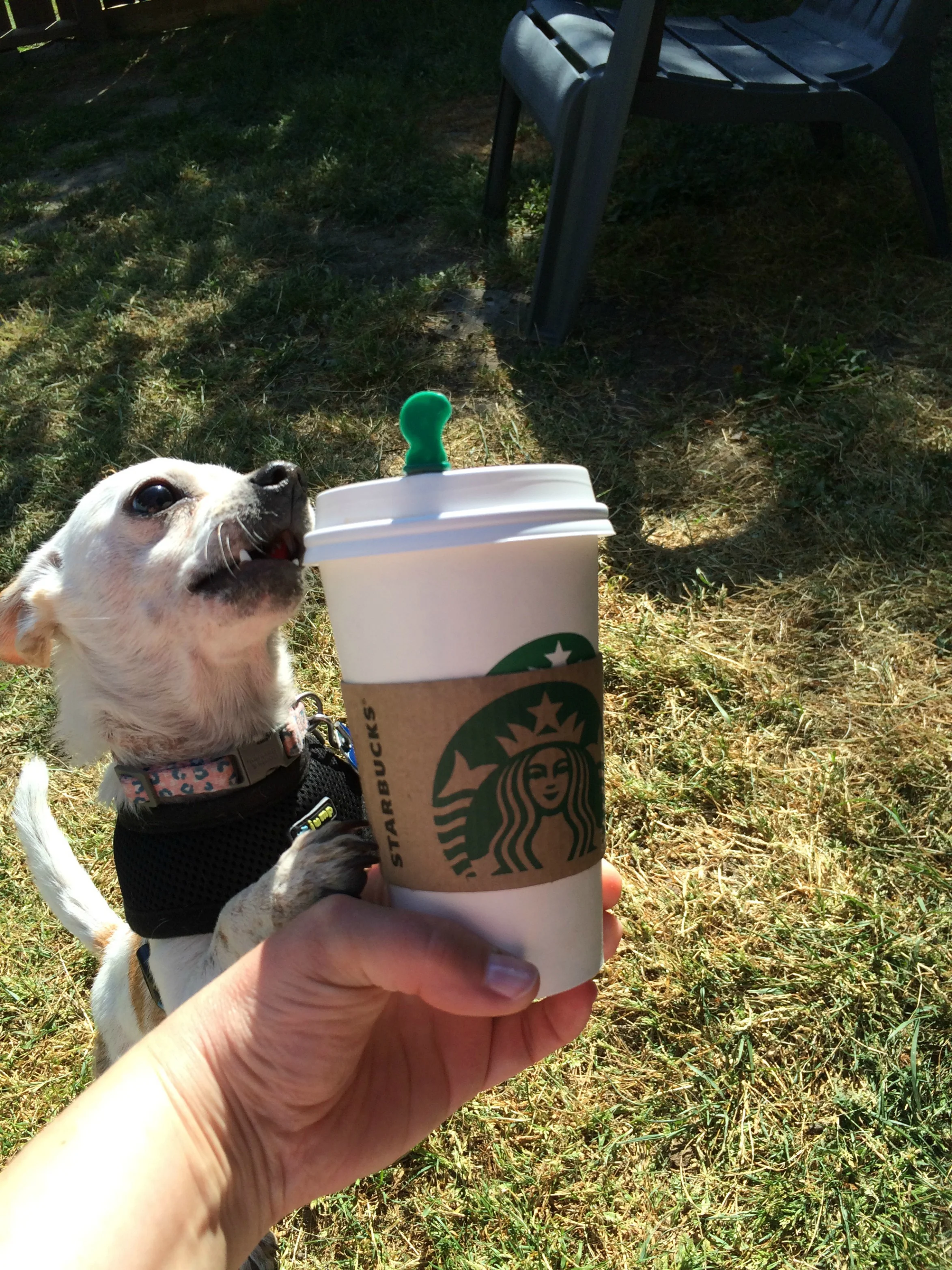 Poor Cali! Only Gets Water in Her Starbucks Cup!