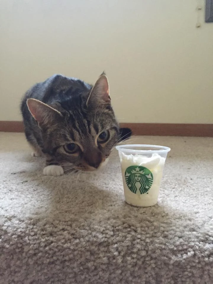 A little Cattuccino