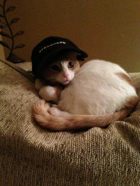 Biscuit is trying to comply with dress code!