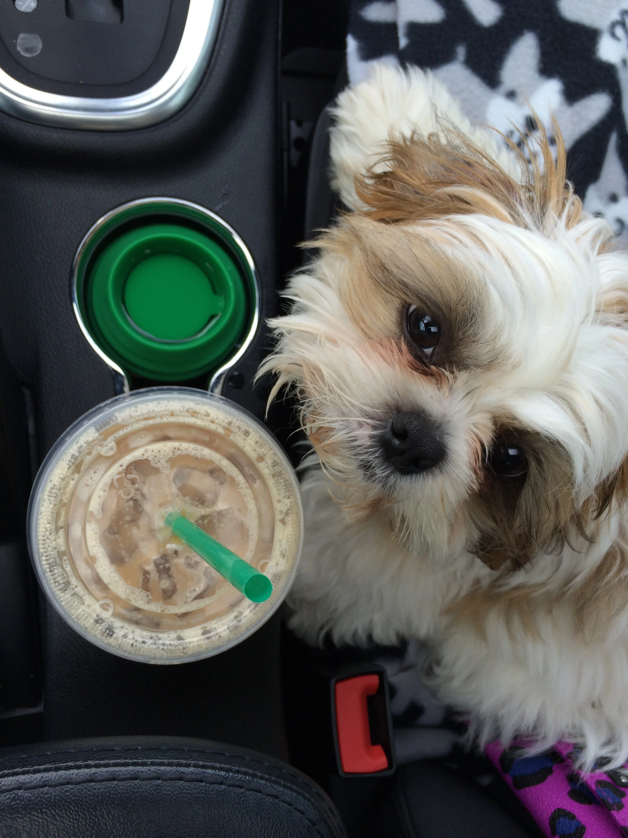Winston loves iced lattes!