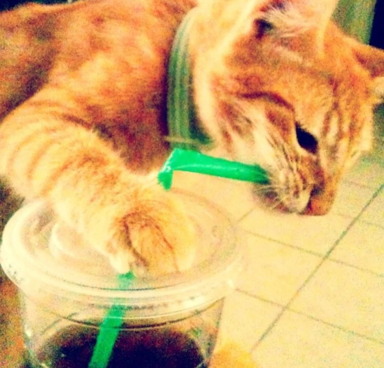 Hmmm this green straw is pretty tasty!