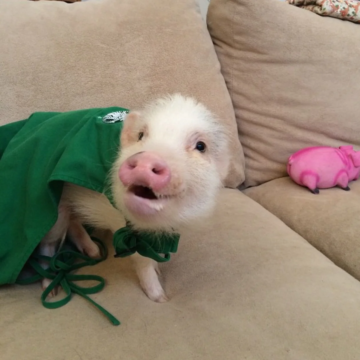 One piggy latte for me please!