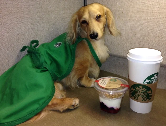 Jigsaw loves all things Starbucks!