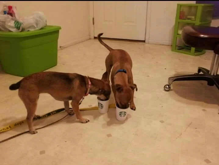 Kayla & Dash loving their Puppiccinos!