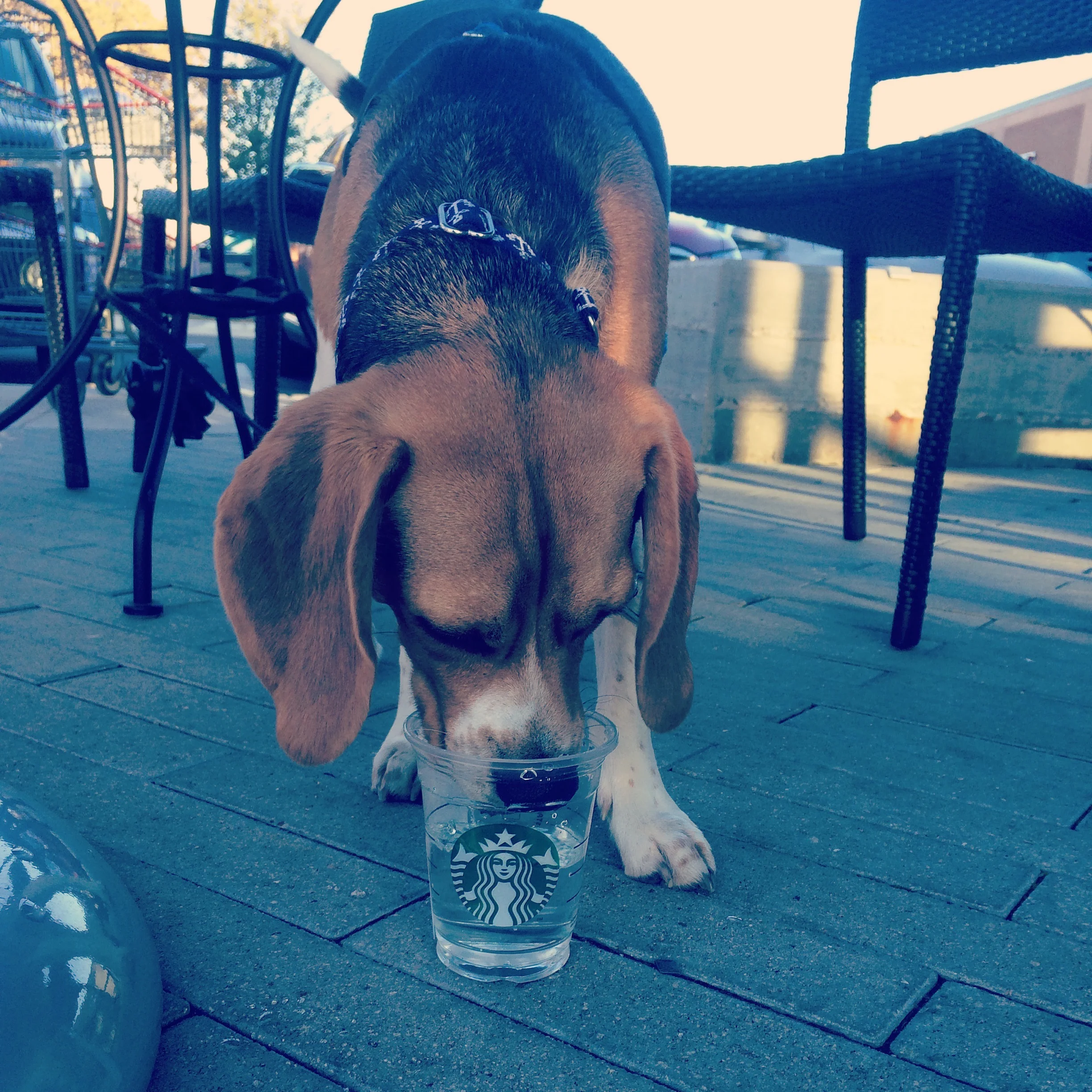Tucker Loves A Mid-Walk Starbucks Stop!