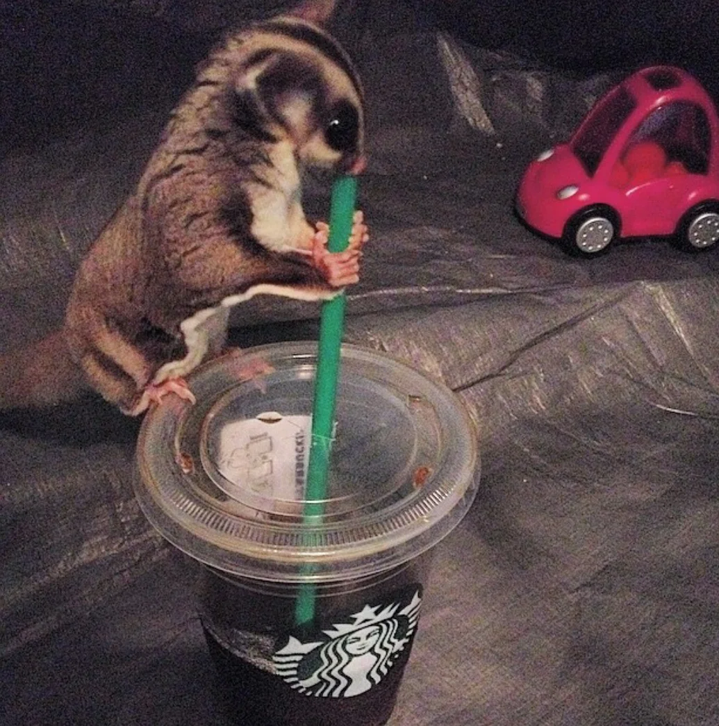 Delish! Says Macchiatto the Sugar Glider.