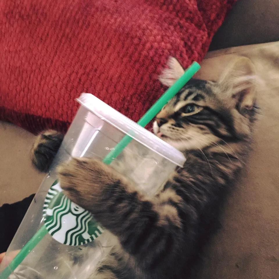 Cosmo is good friends with the Siren! Too cute!!