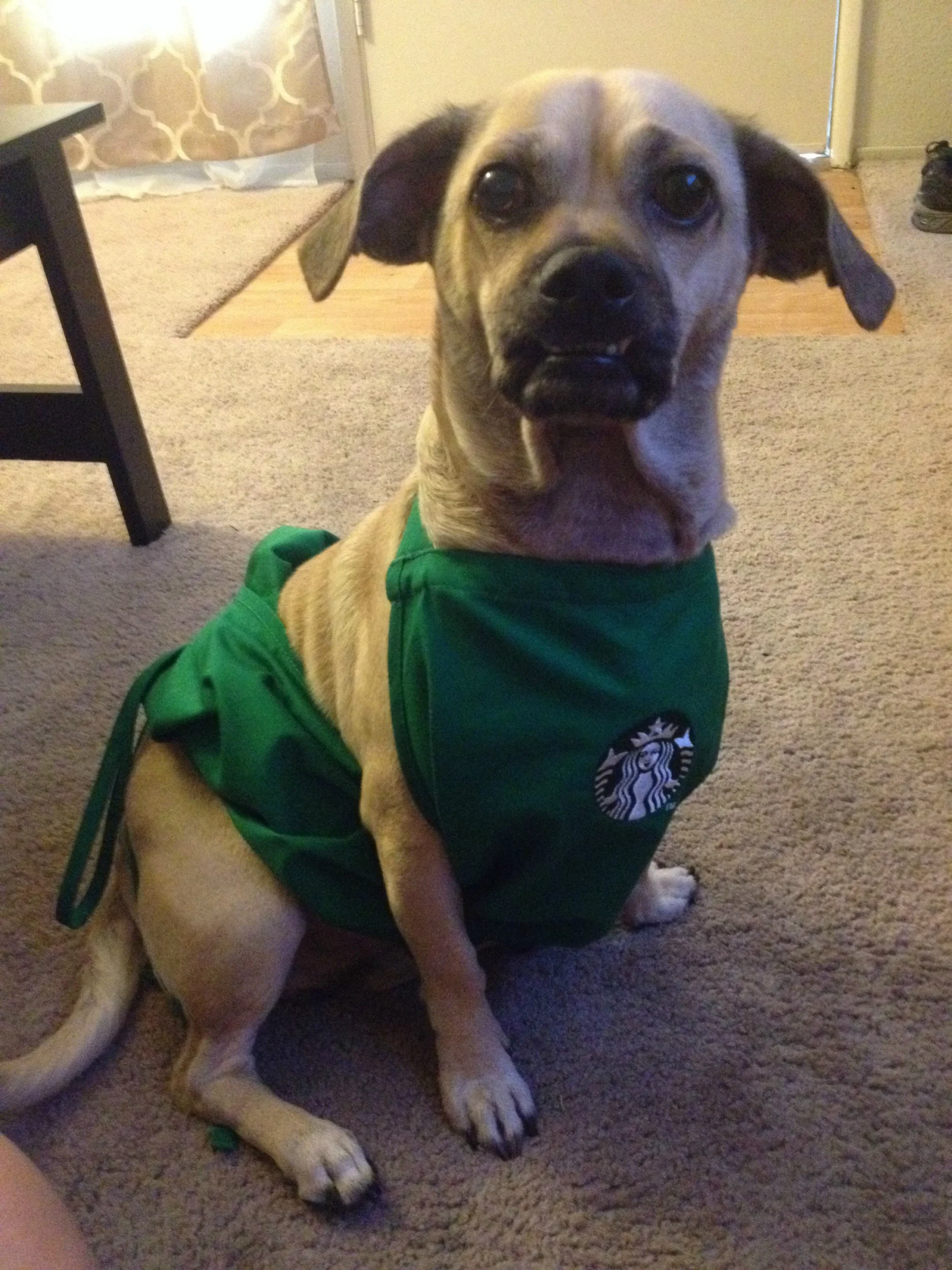 Enano says, "What can I get started for you?"