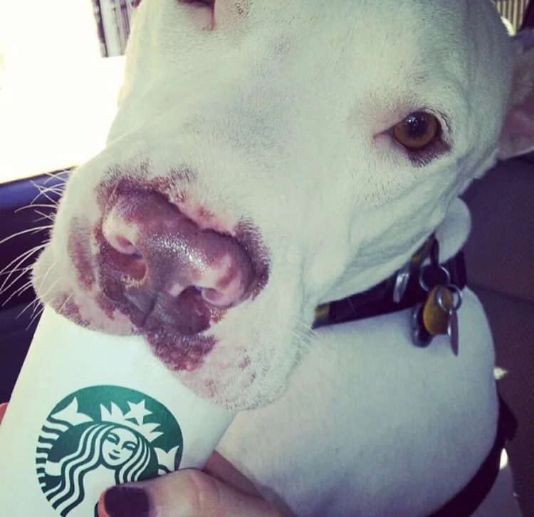 Maddox is nearly a Starbucks partner!