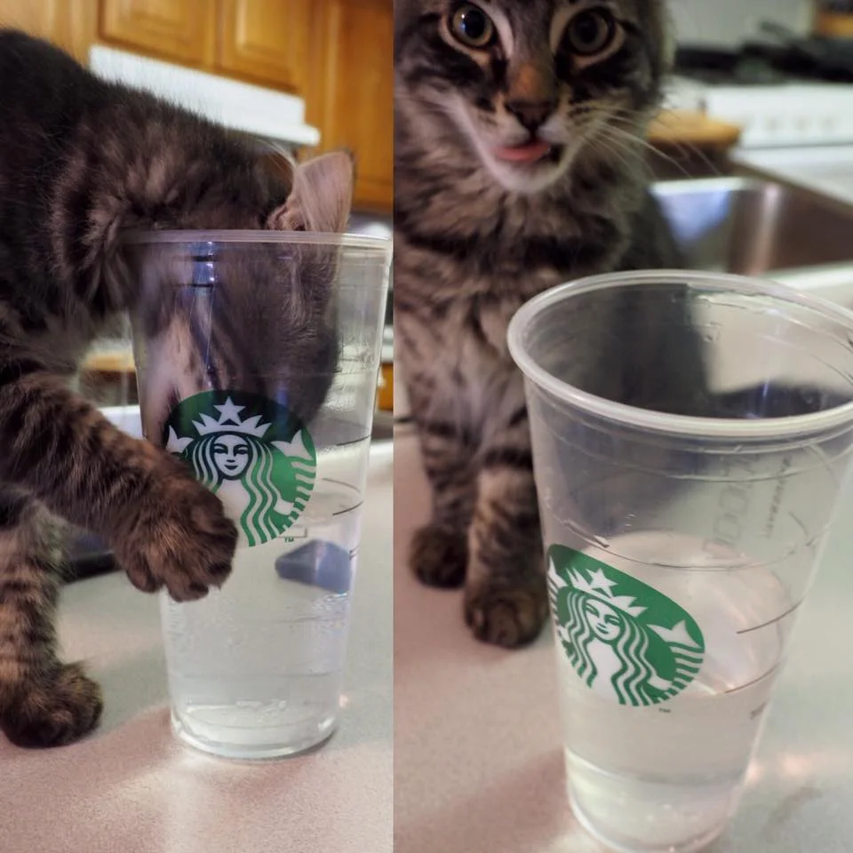 Does this beverage come in a little kitty size?