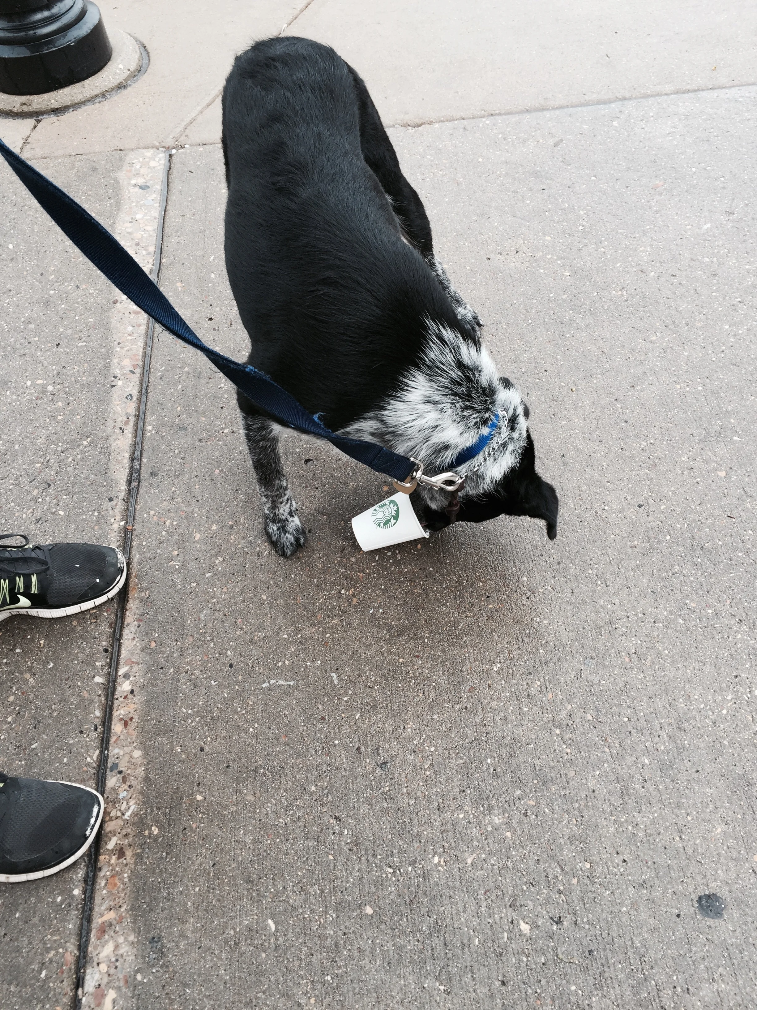 Hatch Goes on a Starbucks Run.