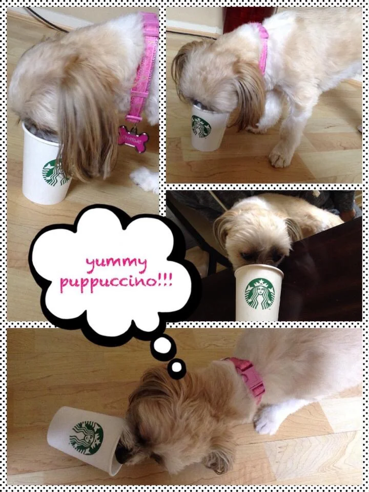 Another Starbucks Fan in the House!