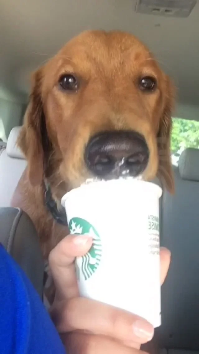 A puppuccino a day keeps the doctor away (and a very happy pup!)