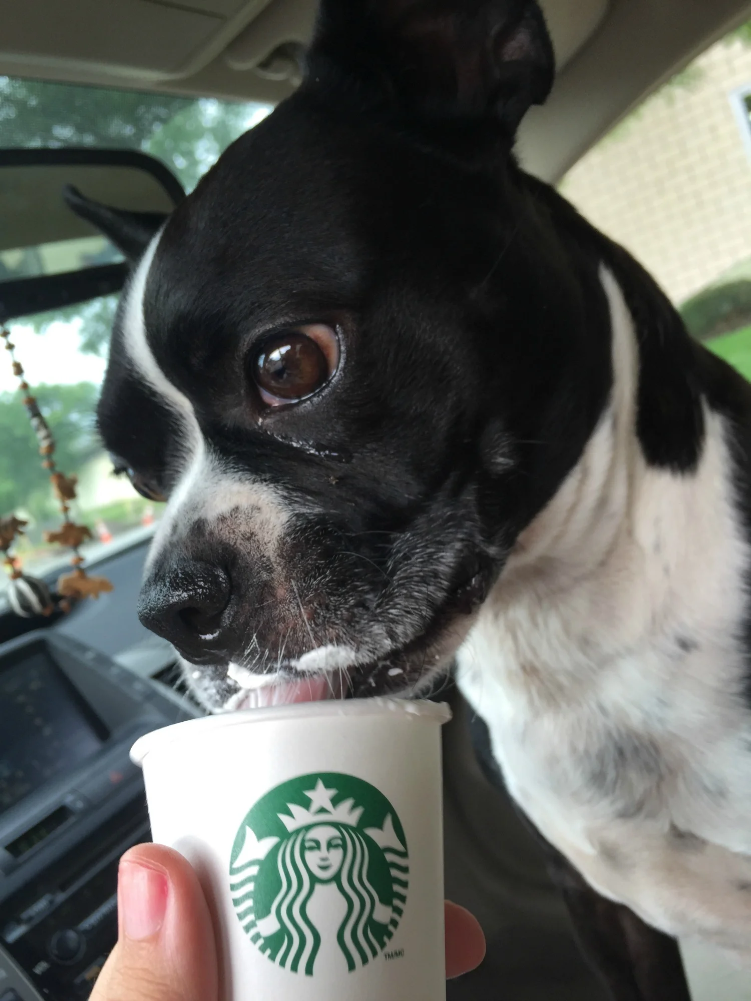 Bernadette always orders a puppy latte!