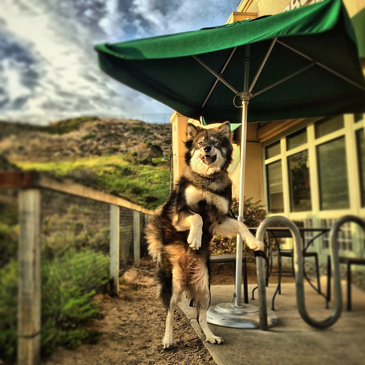 Navi is excited to be at Starbucks!