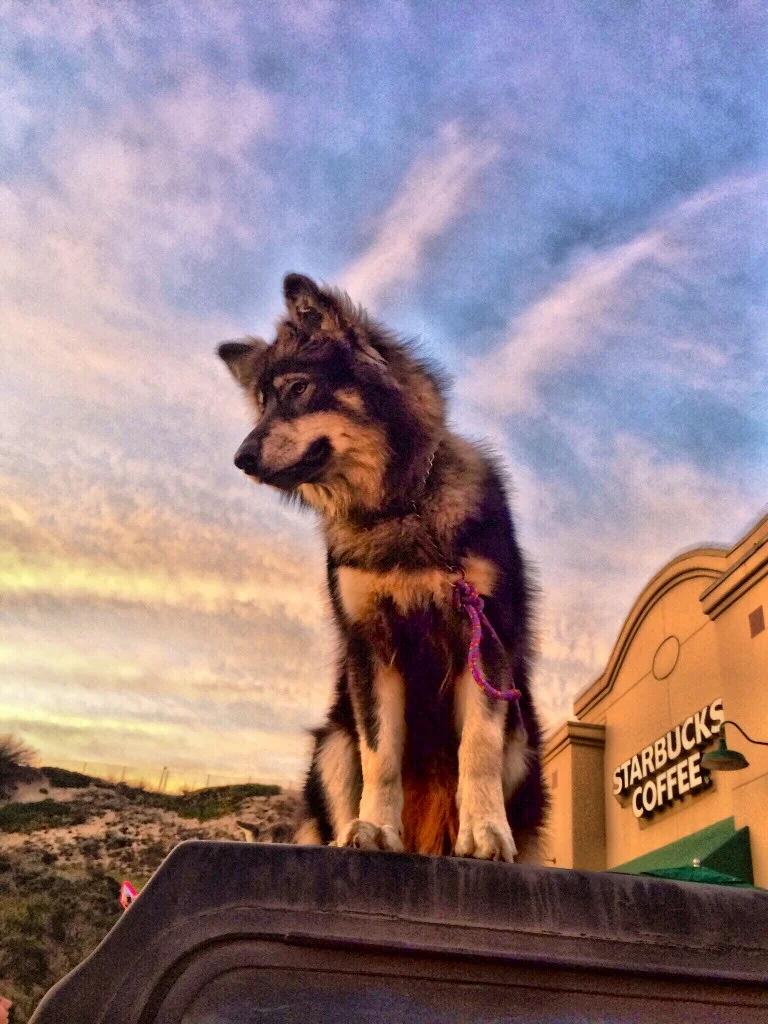 Navi loves his Starbucks!