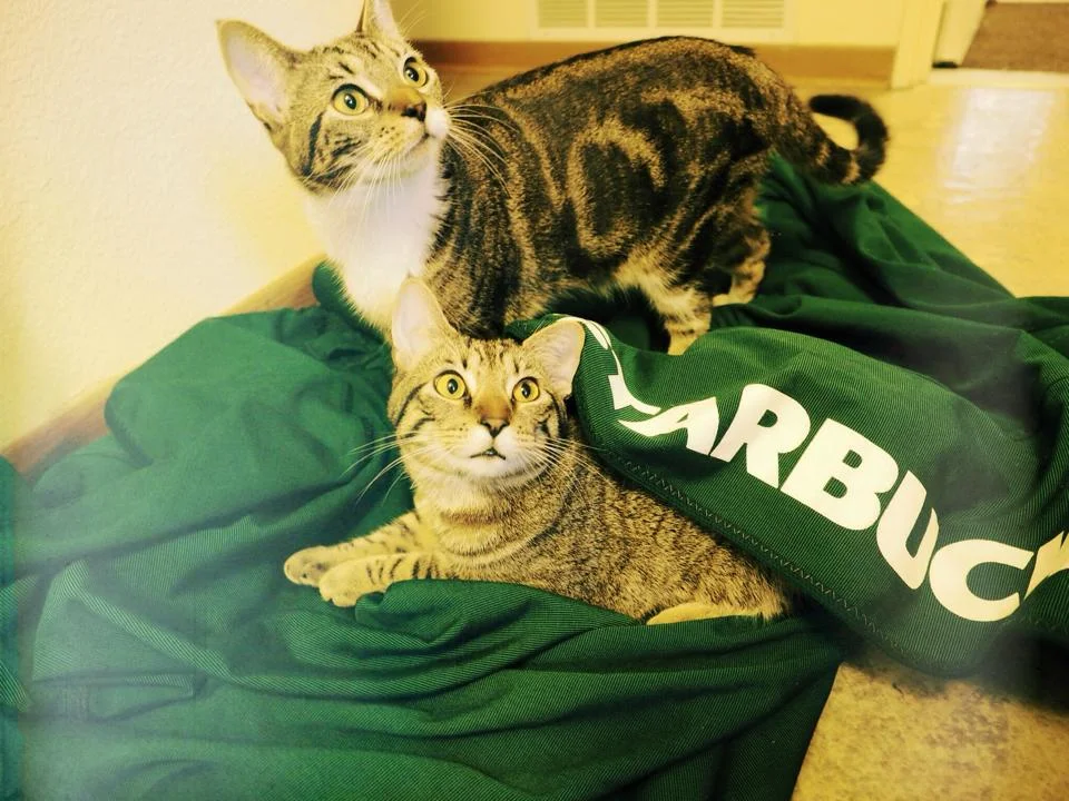 Alton and Roscoe found a new cat bed: A Starbucks umbrella!