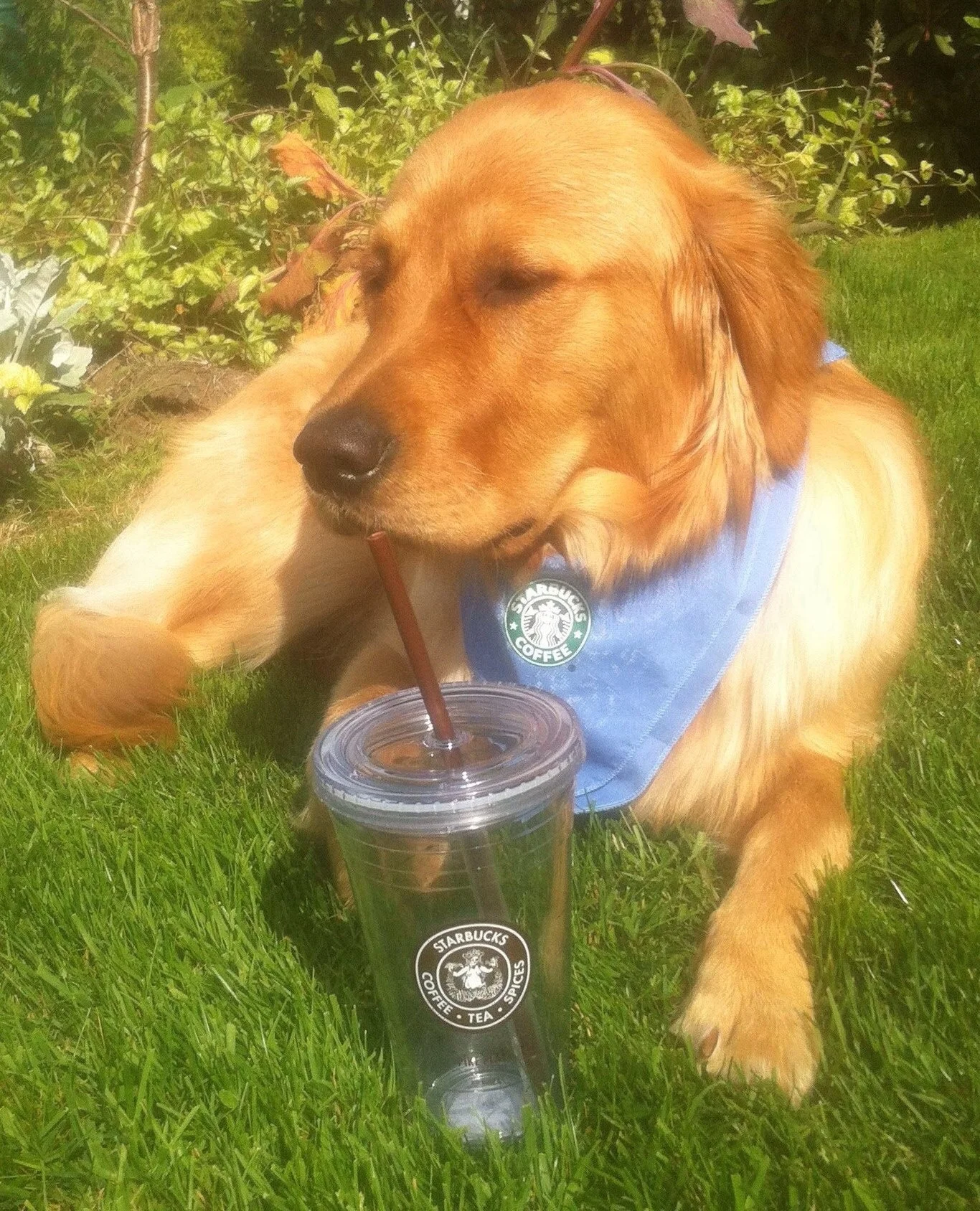 Logan with his Starbucks cold cup and bandana!
