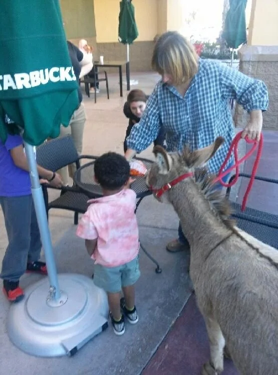 Gilbert the Donkey visits Starbucks often!