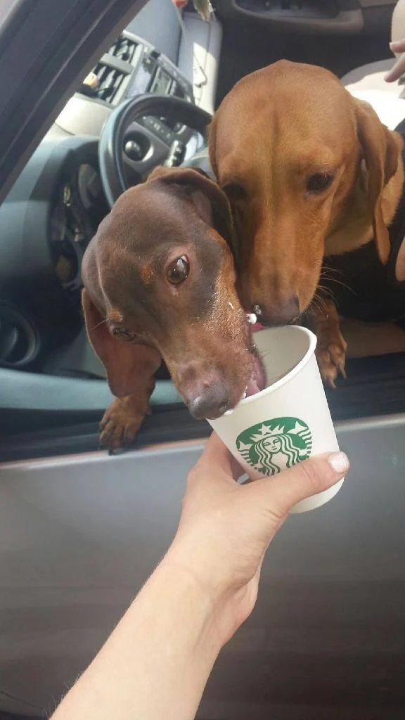 I have a need for whipped cream!