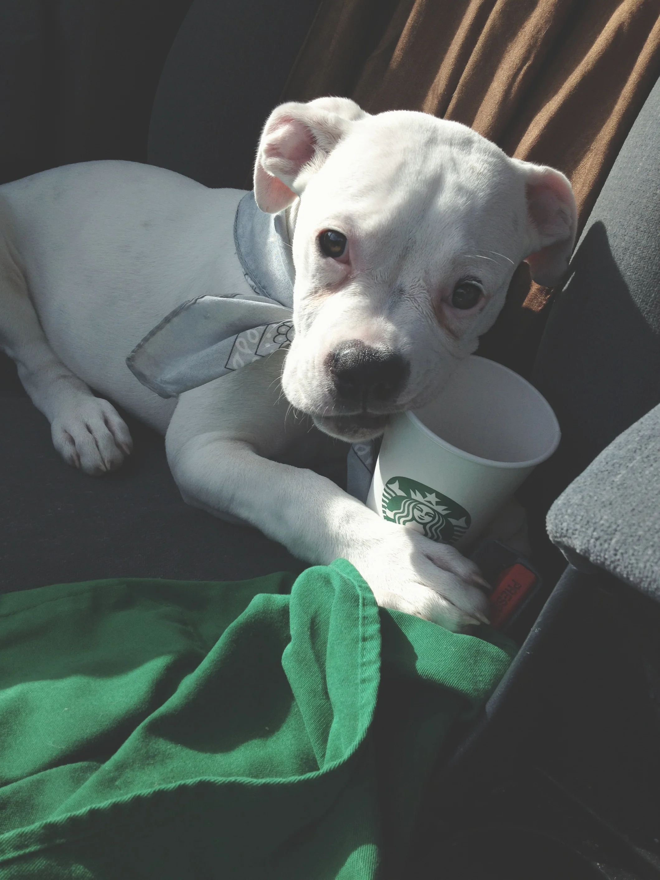 Puppy whips makes a trip to the vet so much better!