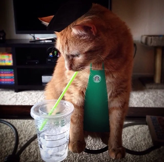 I Can Has Starbucks!
