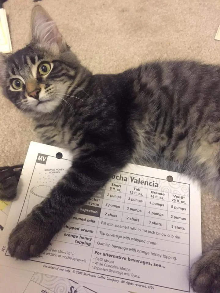 Cosmo longs for the Mocha Valencia to return to Starbucks!
