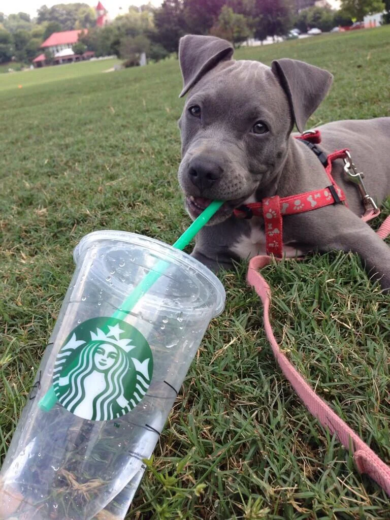 Relaxing in the sun with Starbucks!