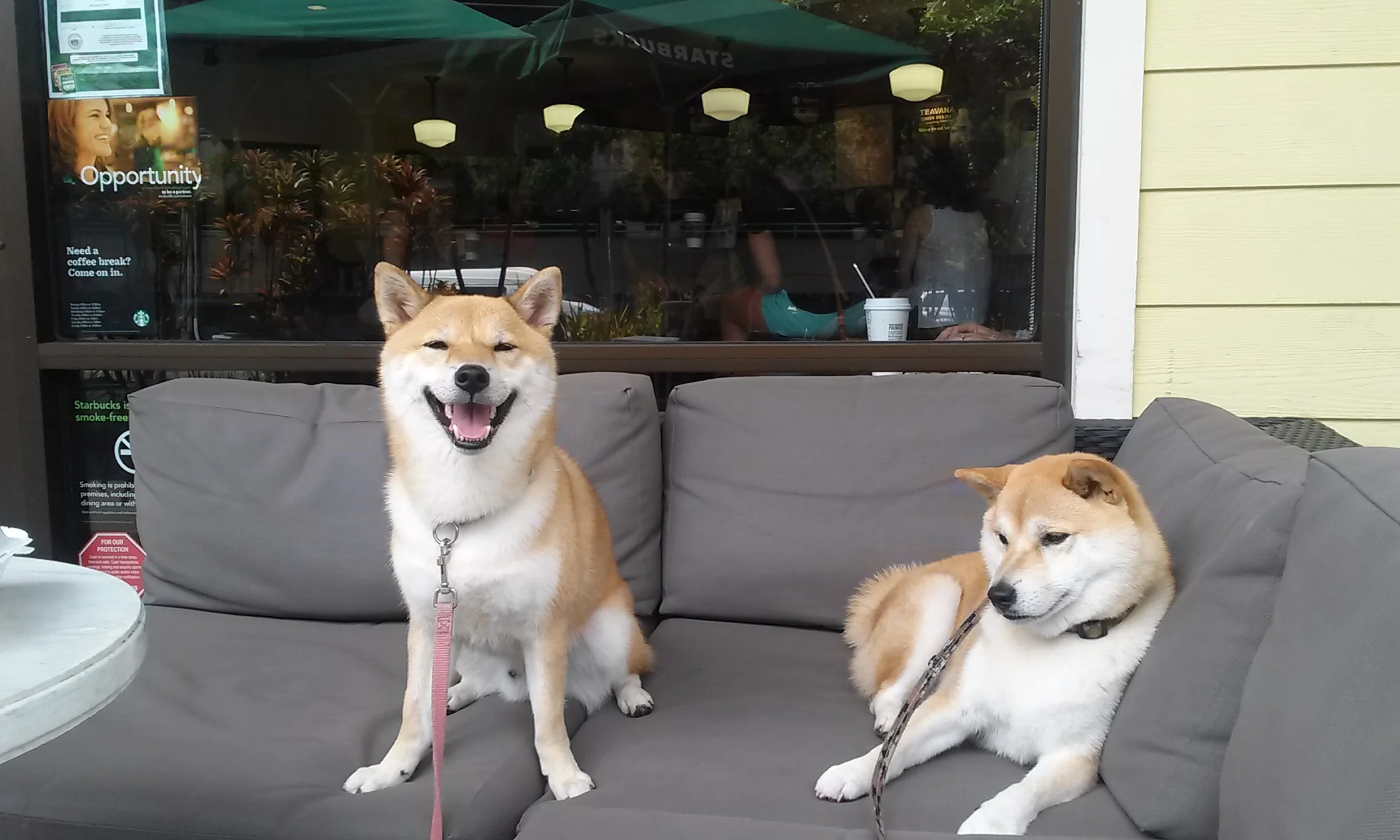 Koda and Kuma are chillin' at Starbucks!