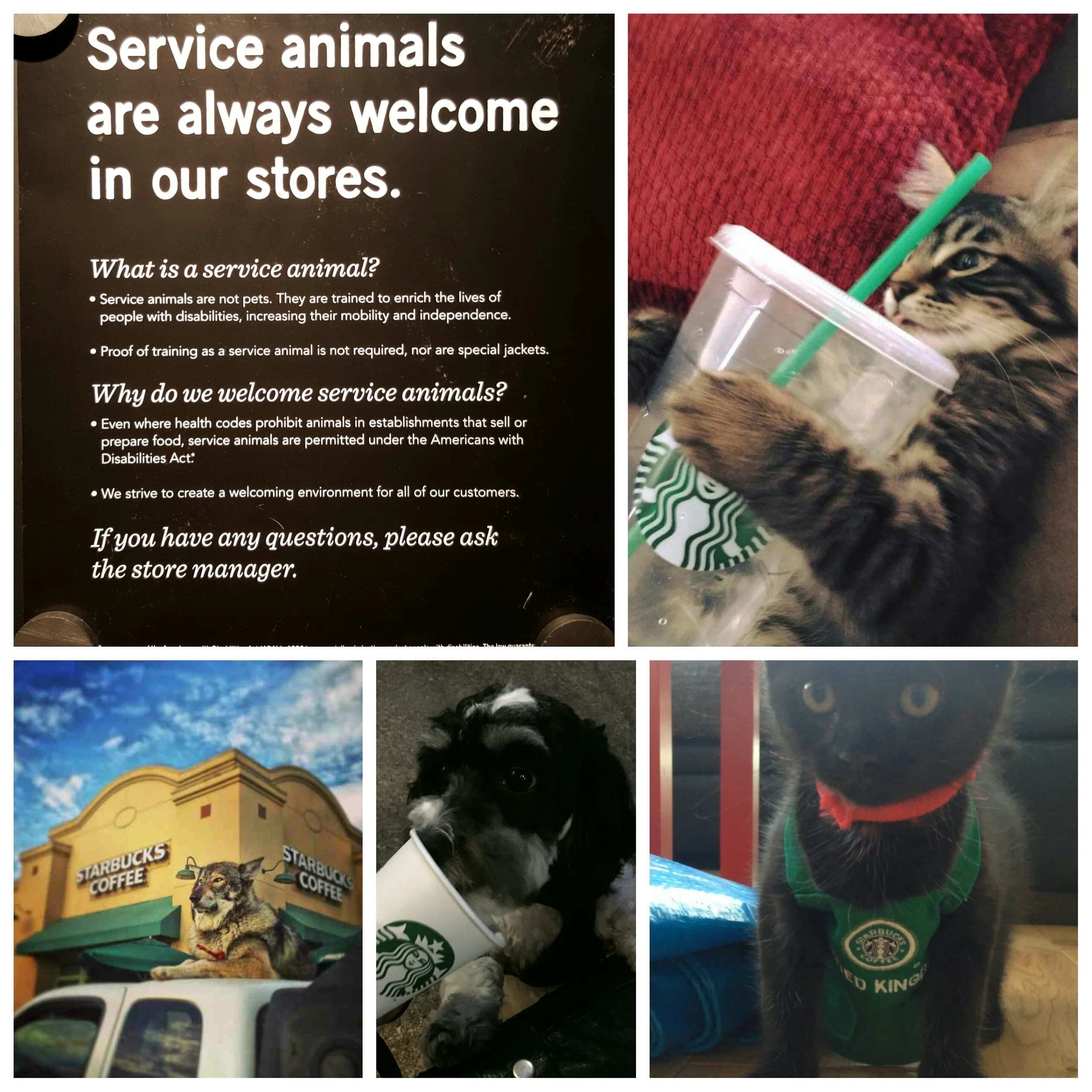 Service Animals are Welcome at Starbucks.